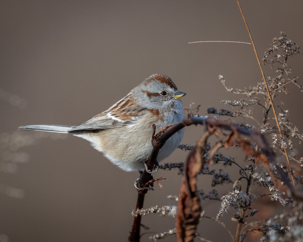 American Tree Sparrow - ML627894141