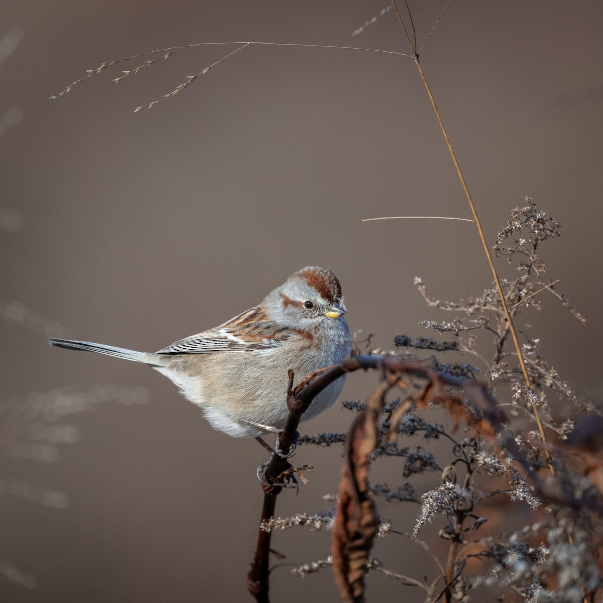 American Tree Sparrow - ML627894142