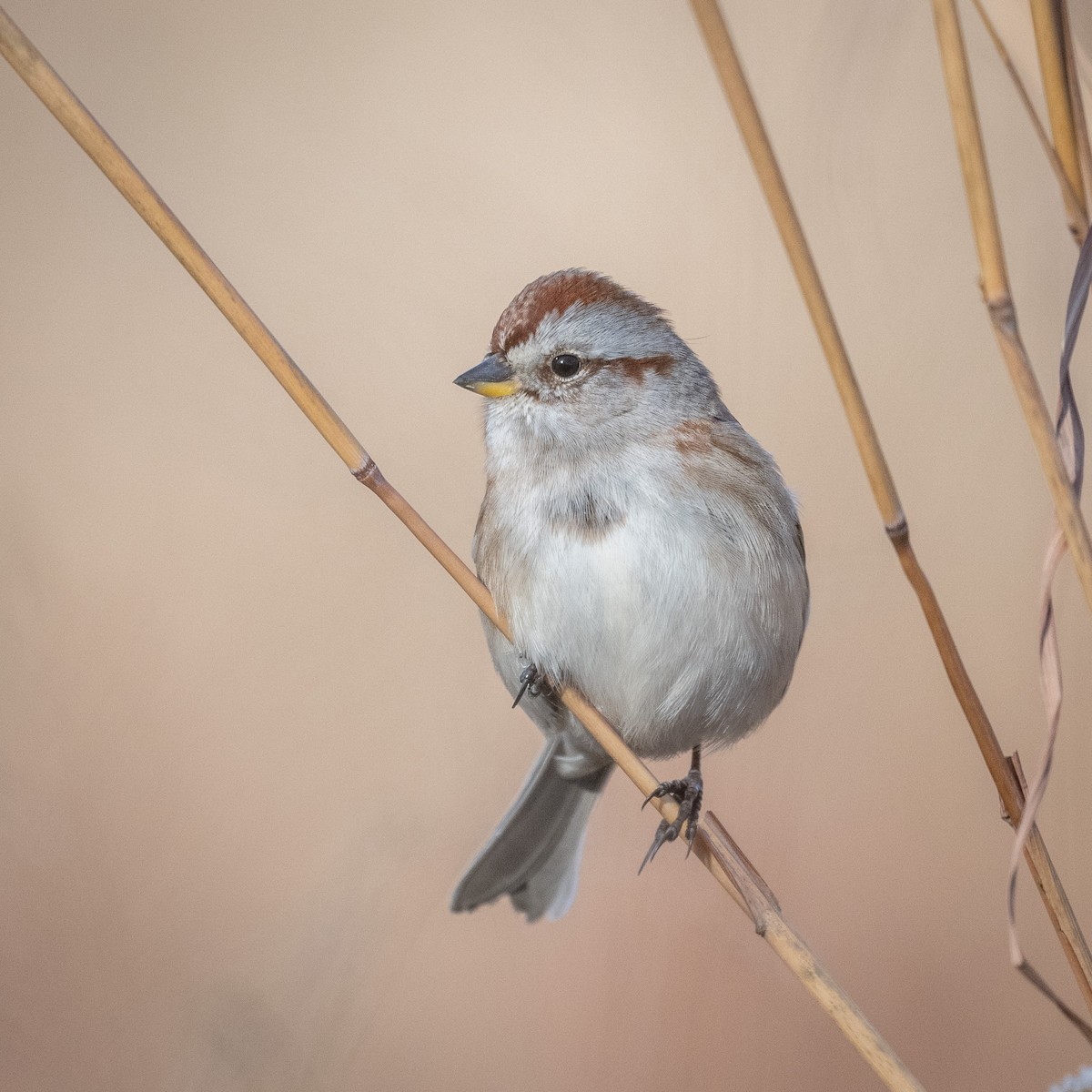 American Tree Sparrow - ML627894143
