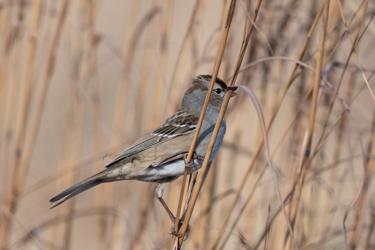 White-crowned Sparrow - ML627894149