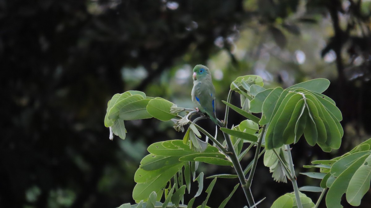 Spectacled Parrotlet - ML627894175