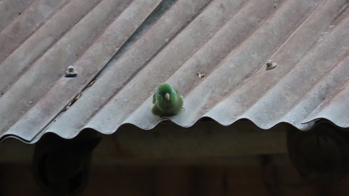 Spectacled Parrotlet - ML627894176