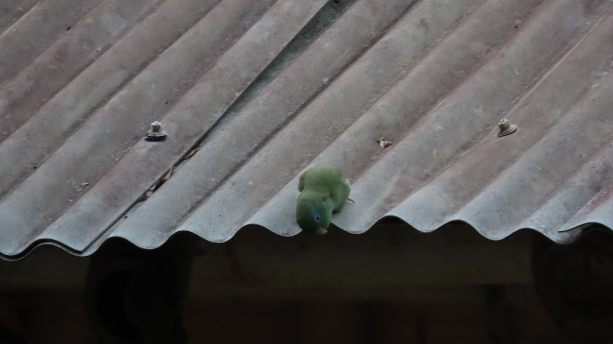 Spectacled Parrotlet - ML627894177