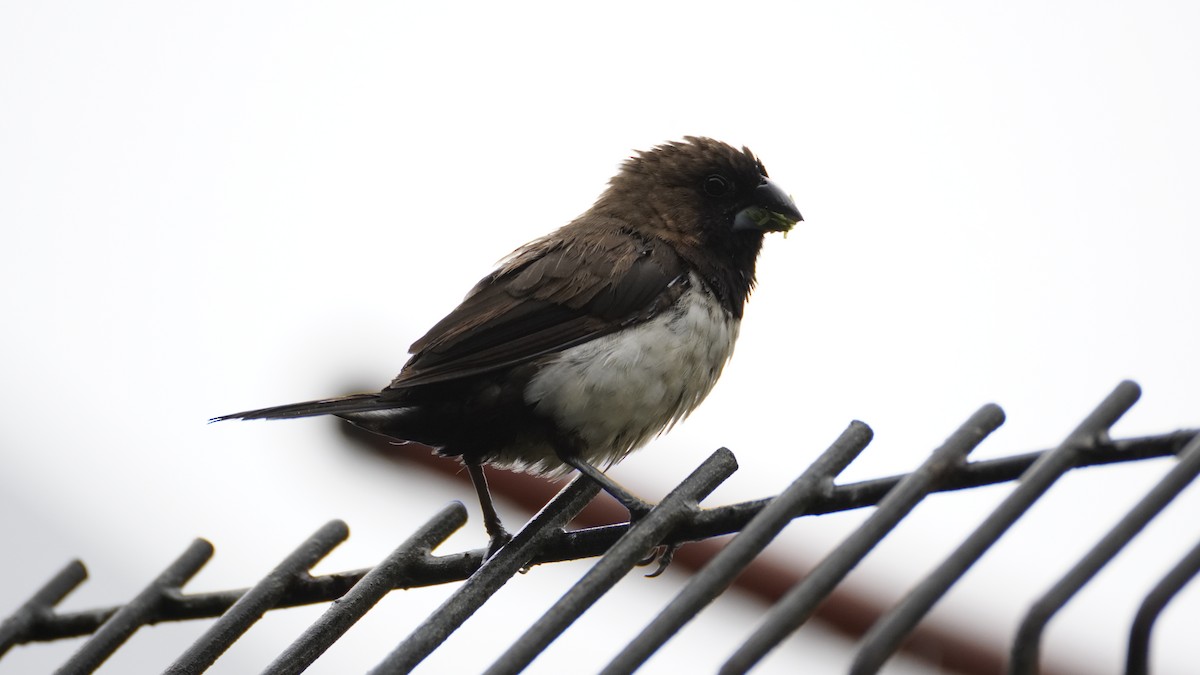 Javan Munia - ML627894180