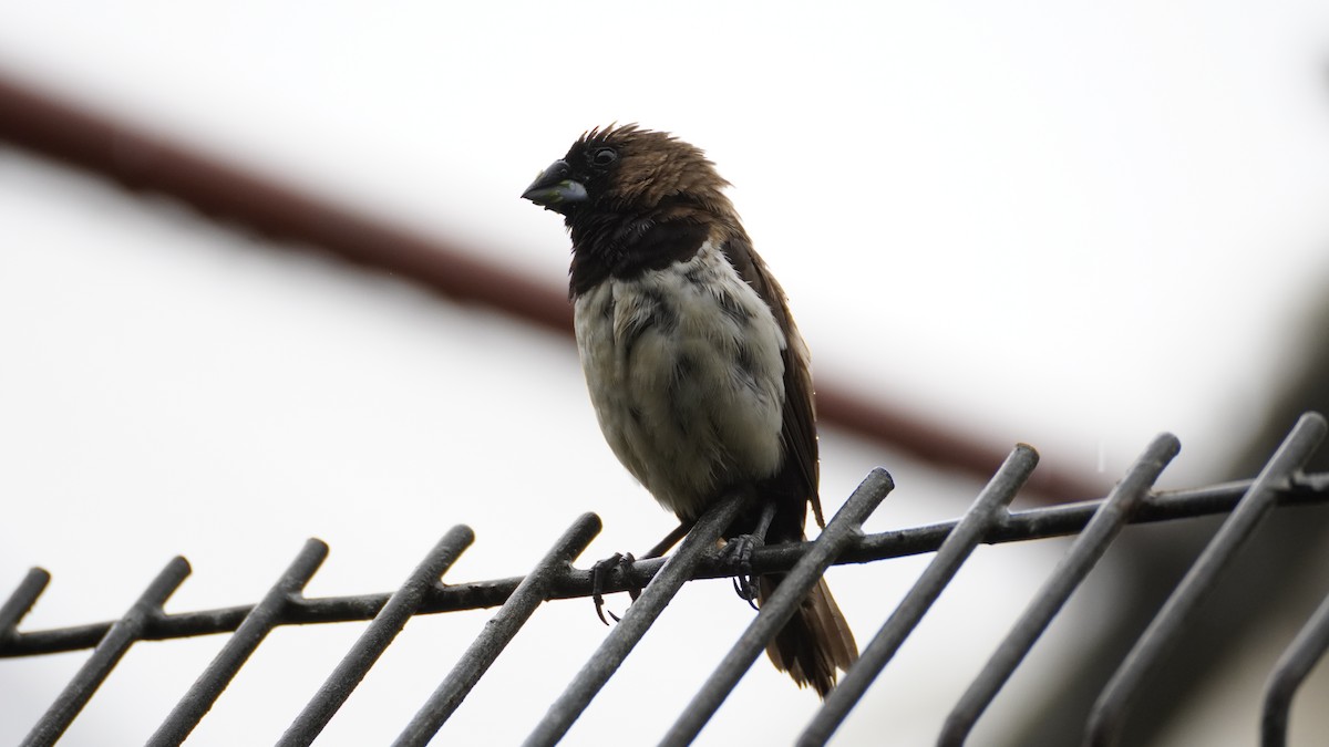 Javan Munia - ML627894181