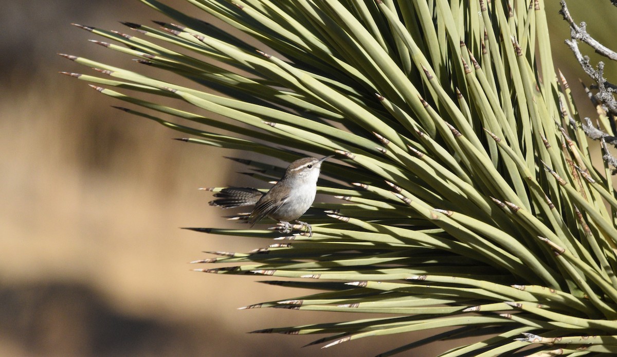 Bewick's Wren - ML627894186