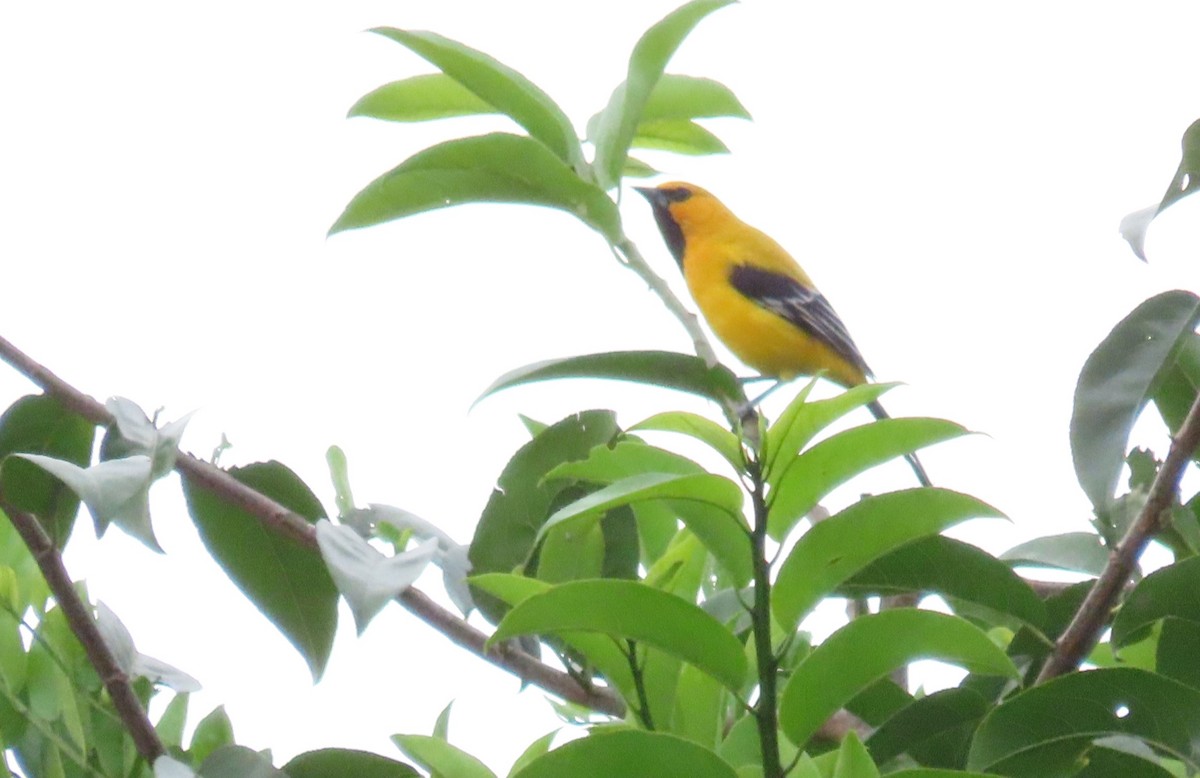 Yellow Oriole - ML627894241