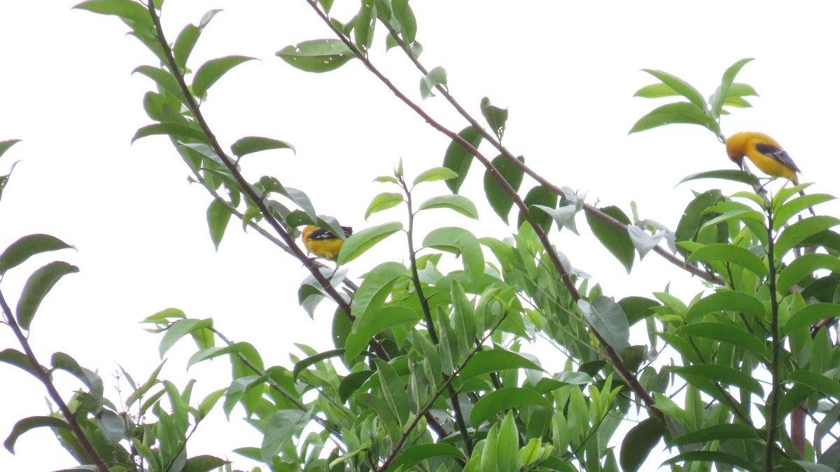 Yellow Oriole - ML627894242