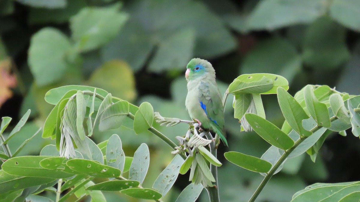 Spectacled Parrotlet - ML627894339