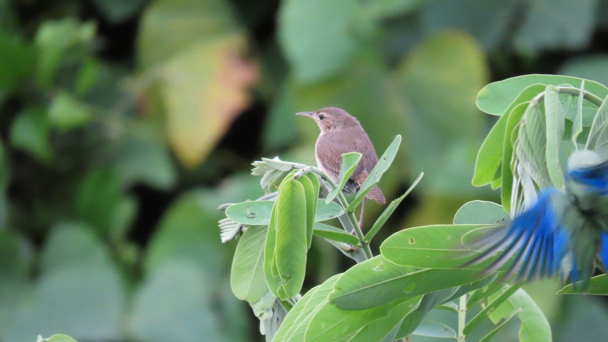 Southern House Wren - ML627894405