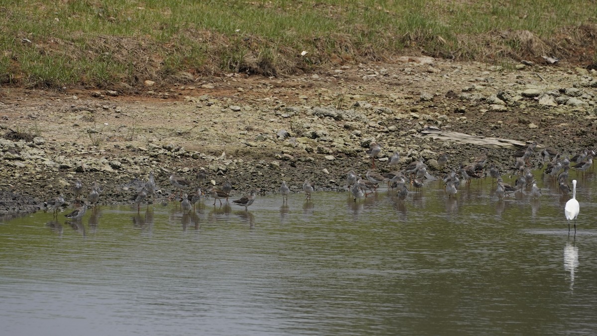 Terek Sandpiper - ML627894429