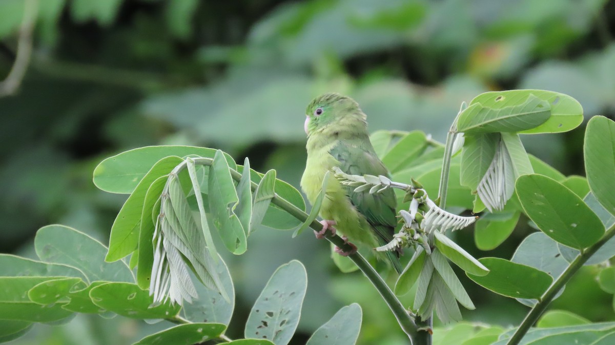 Spectacled Parrotlet - ML627894459