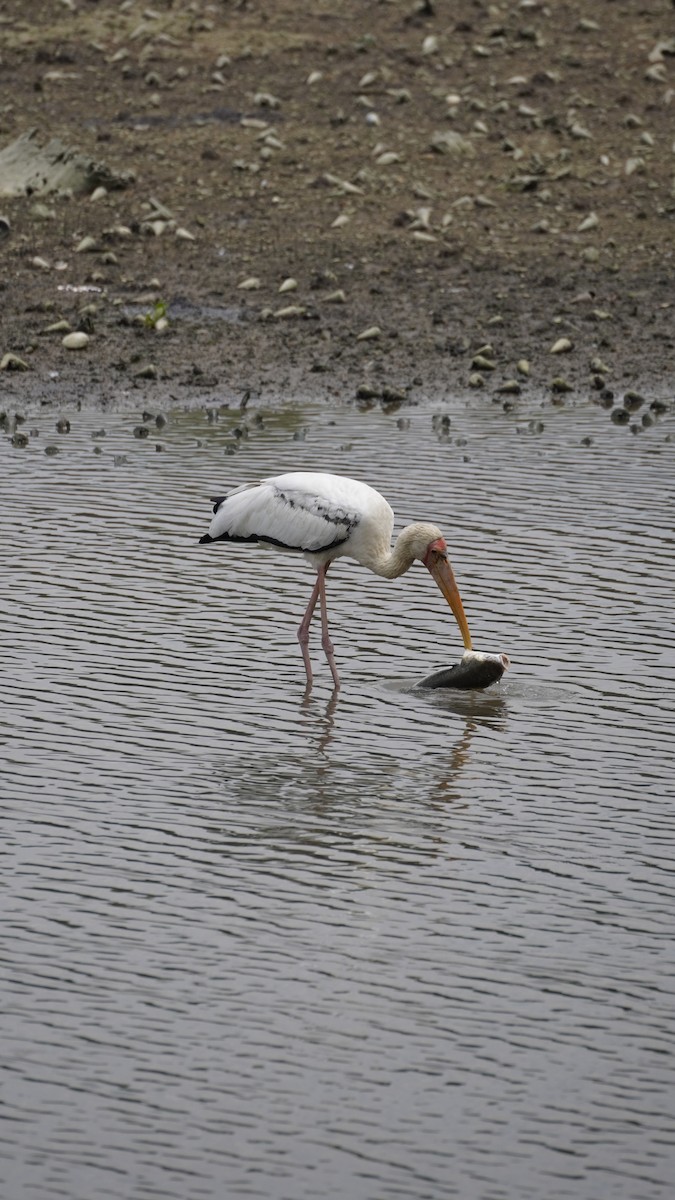 malaystork - ML627894502