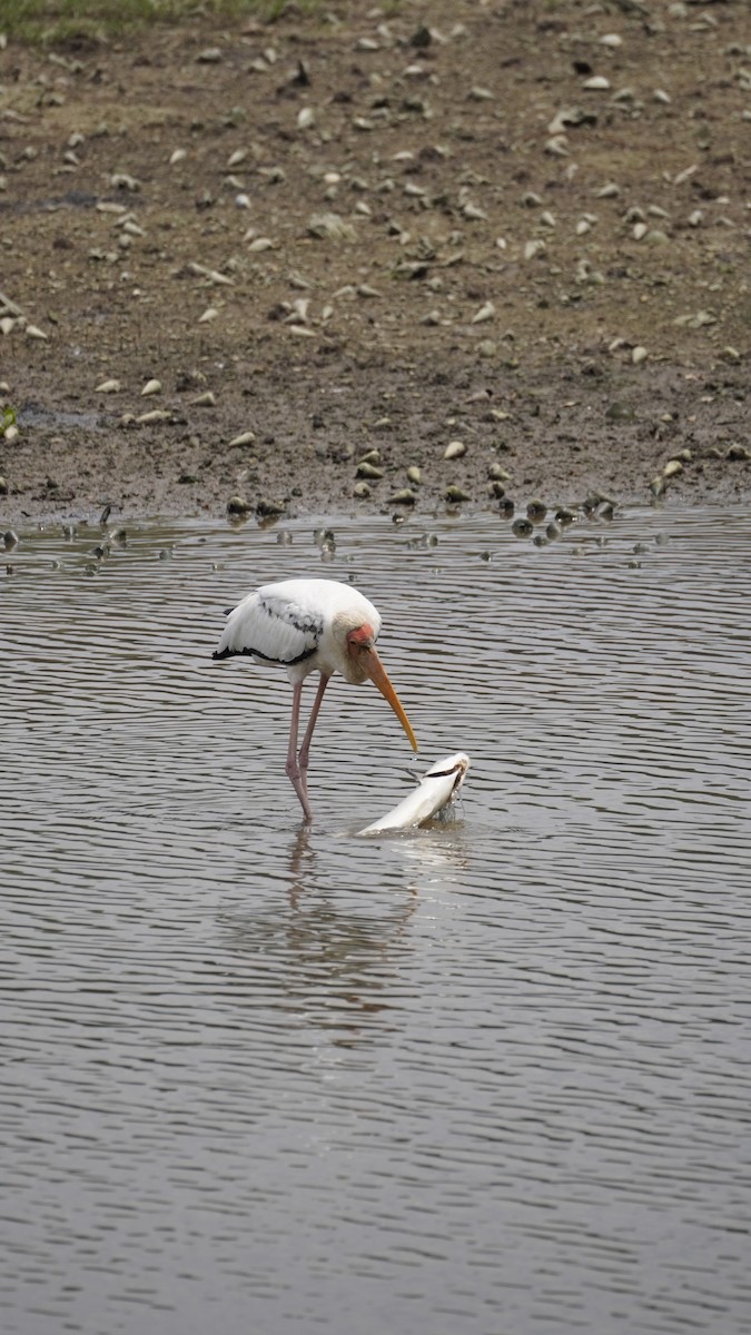 malaystork - ML627894503