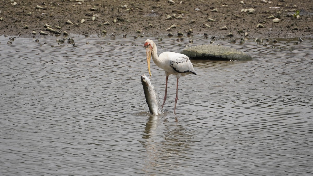 malaystork - ML627894504