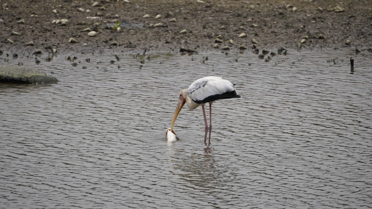 malaystork - ML627894505