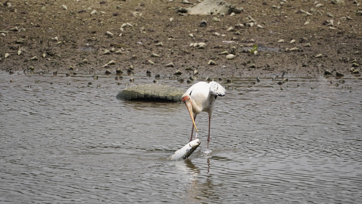 malaystork - ML627894506