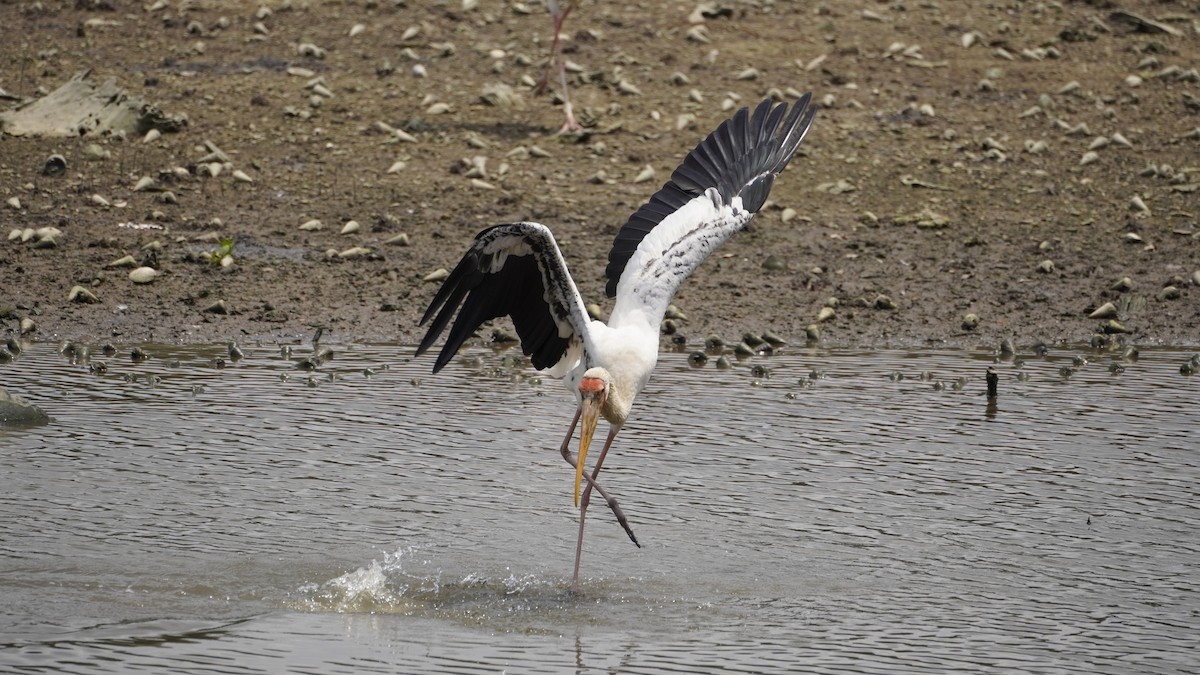 malaystork - ML627894507