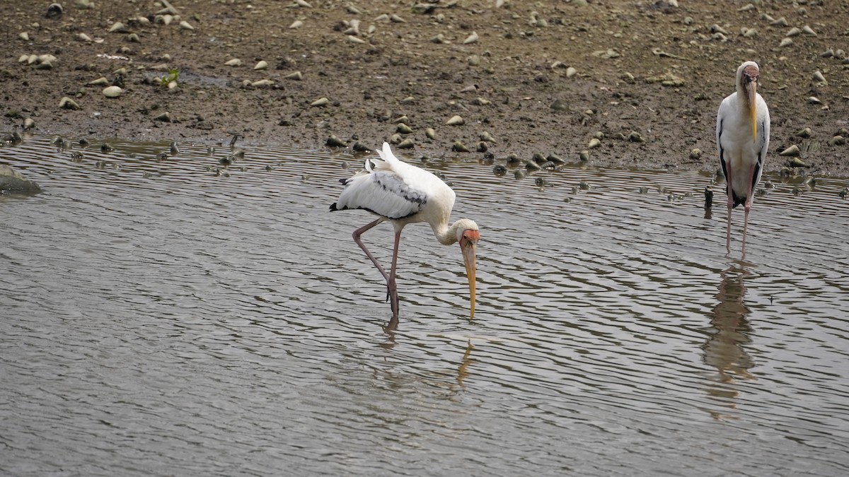 malaystork - ML627894508