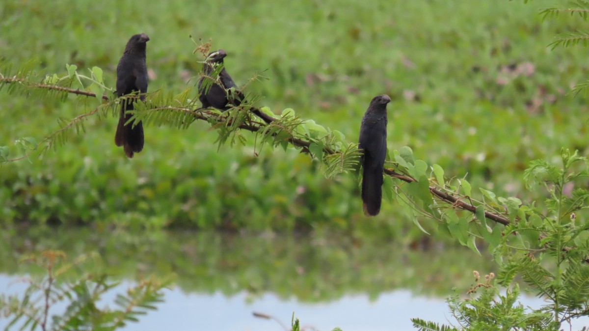 Smooth-billed Ani - ML627894514