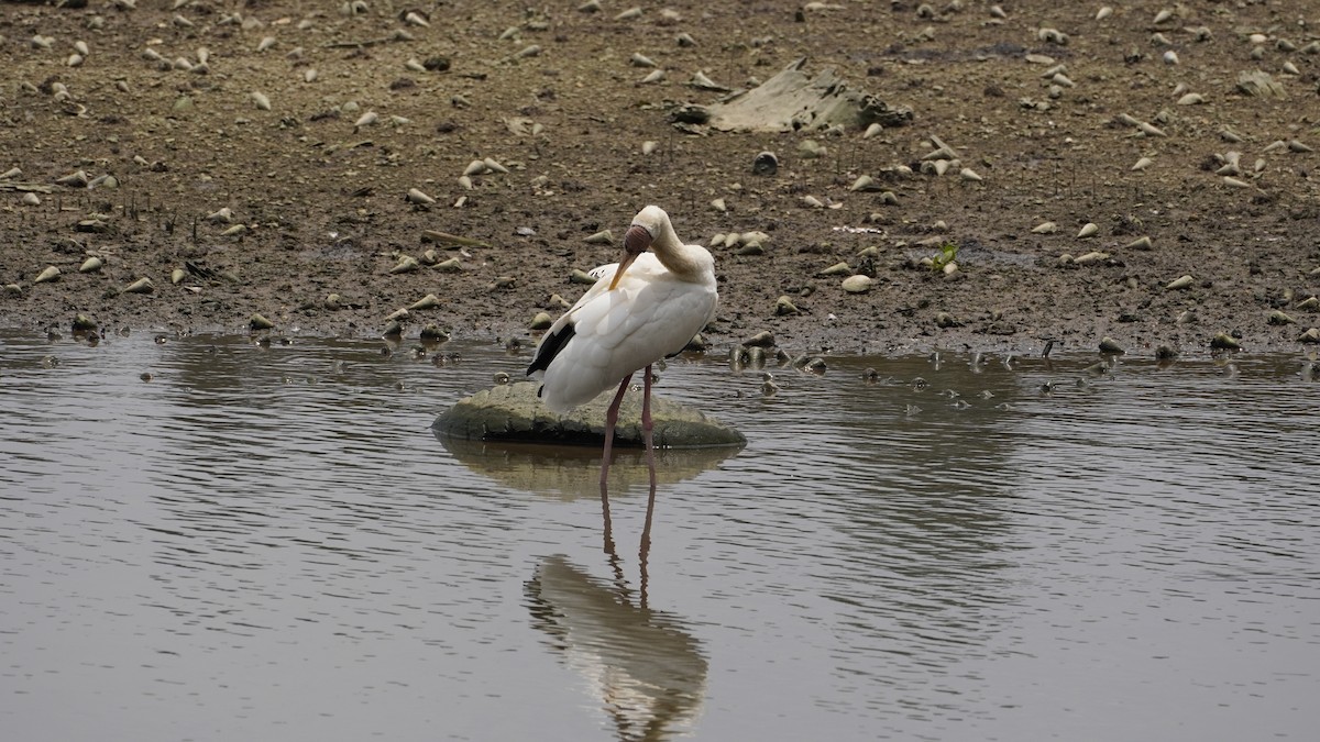 malaystork - ML627894518