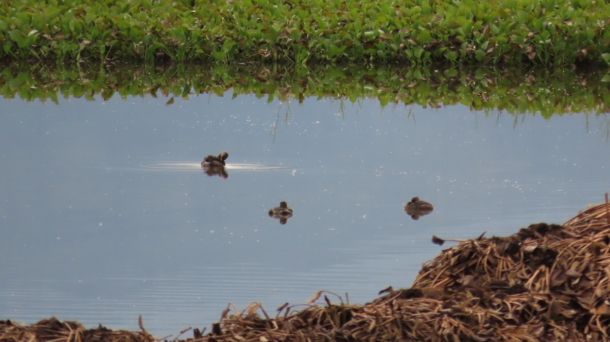 Pied-billed Grebe - ML627894726