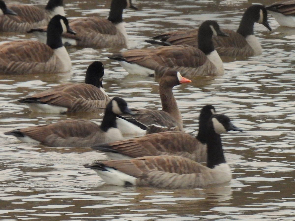 Greater White-fronted Goose - Kimberly Berry