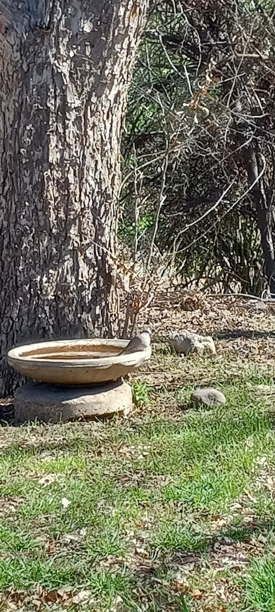 Inca Dove - ML627894809