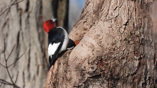 Red-headed Woodpecker - ML627894827