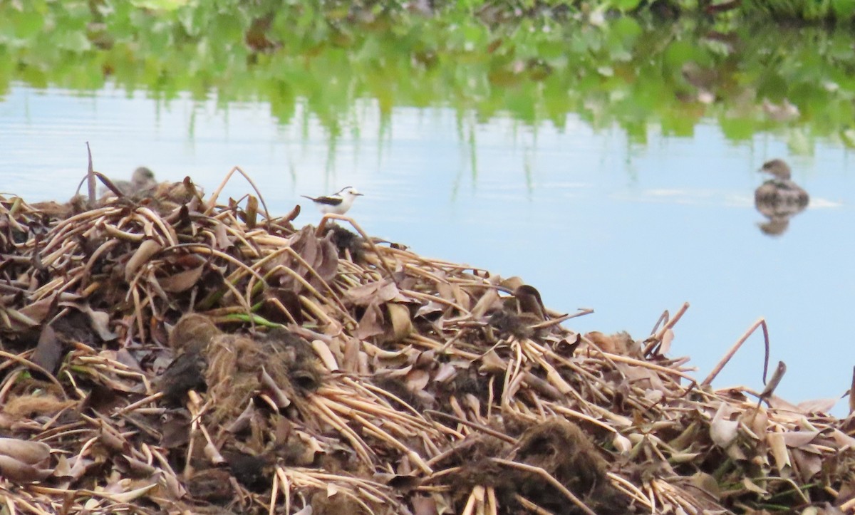 Pied Water-Tyrant - ML627894831