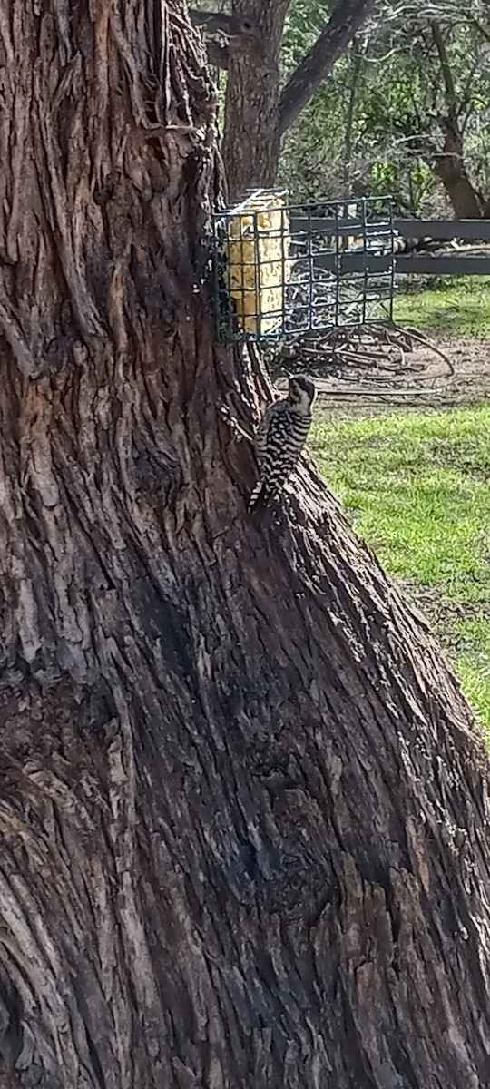 Ladder-backed Woodpecker - ML627894854
