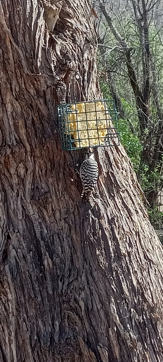Ladder-backed Woodpecker - ML627894855