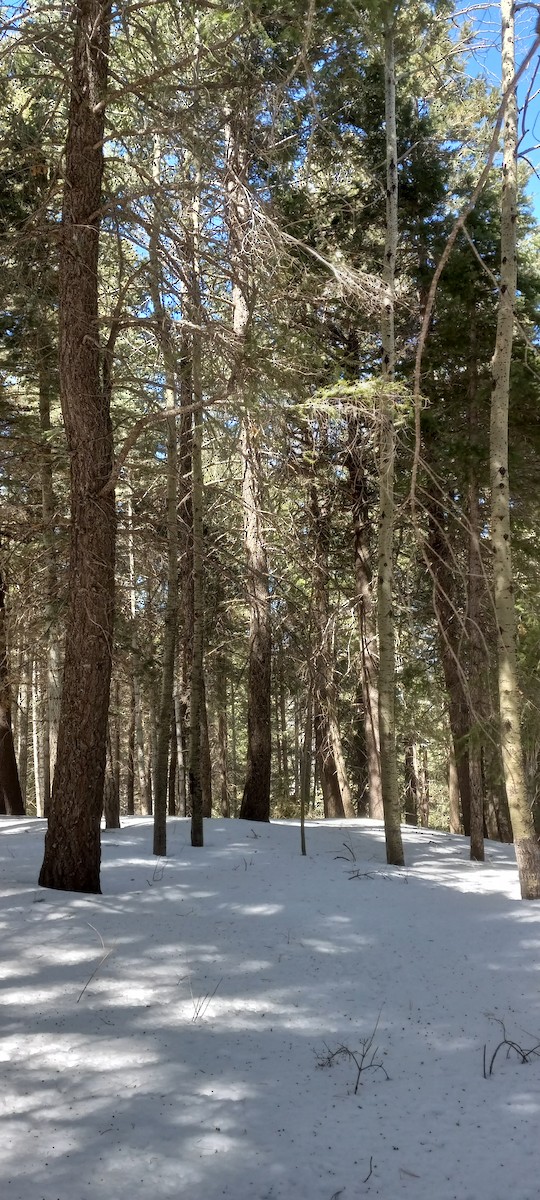 Ladder-backed Woodpecker - ML627894857