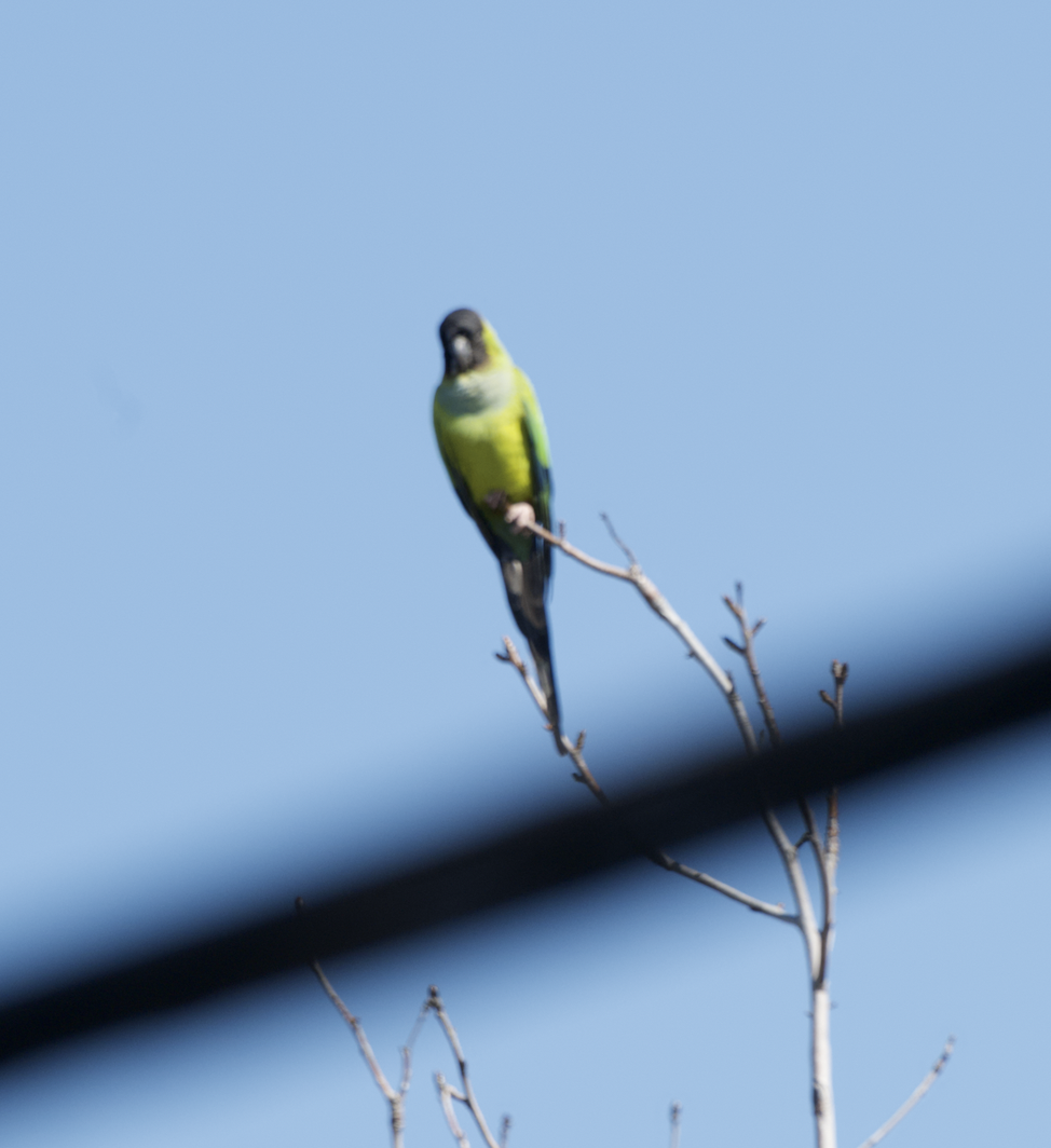 Nanday Parakeet - ML627894858