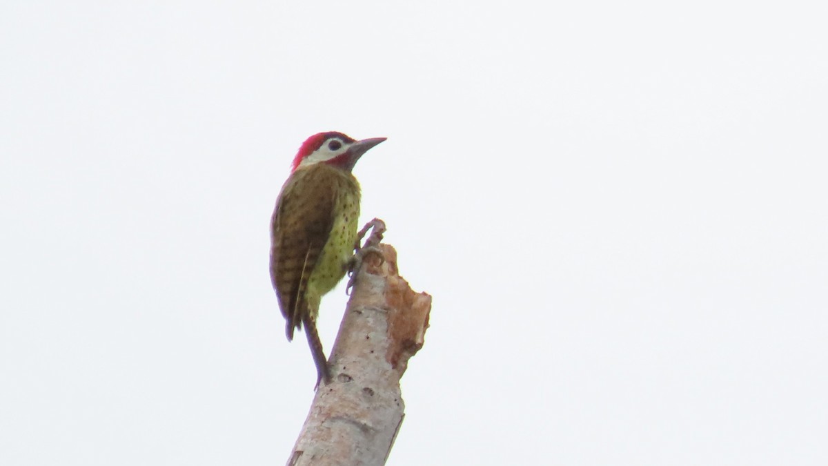 Spot-breasted Woodpecker - ML627894863