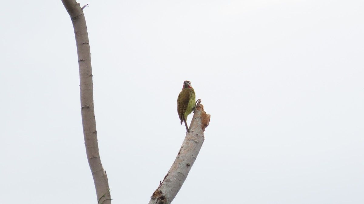 Spot-breasted Woodpecker - ML627894864