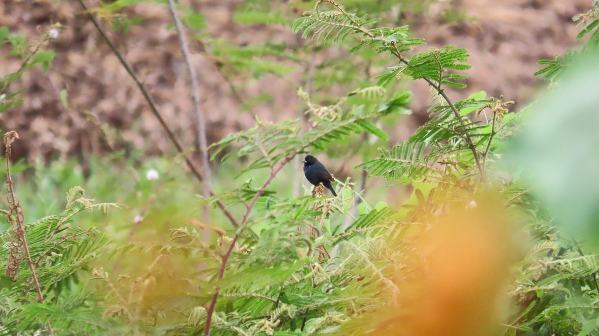 Blue-black Grassquit - ML627894902