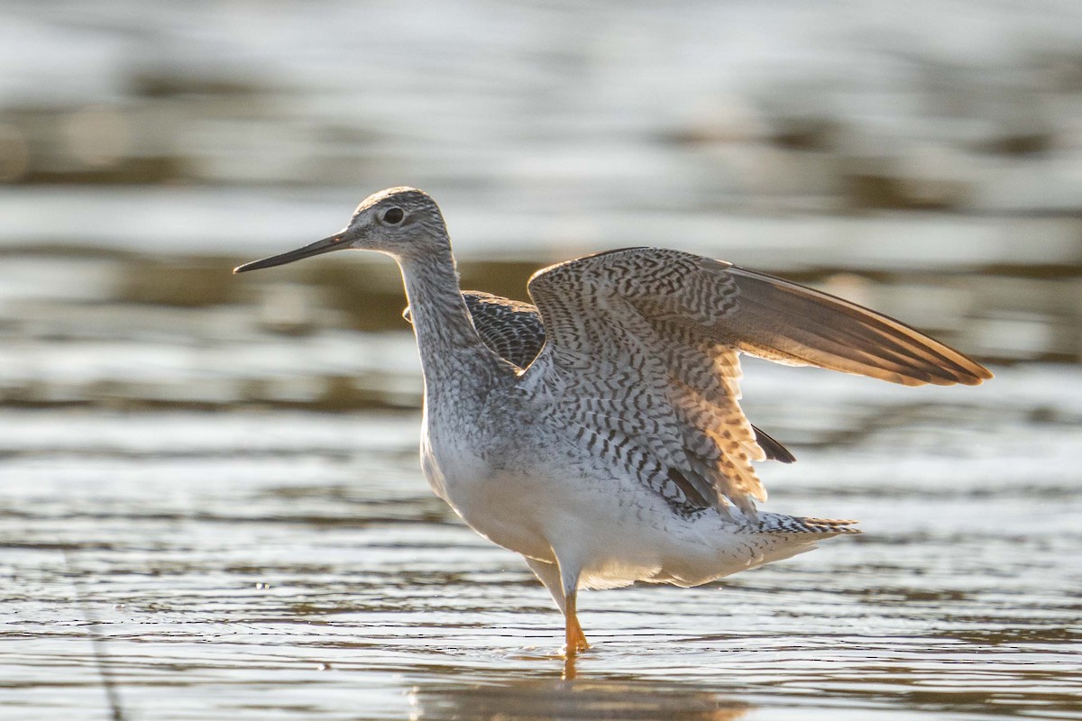 Greater Yellowlegs - ML627894906