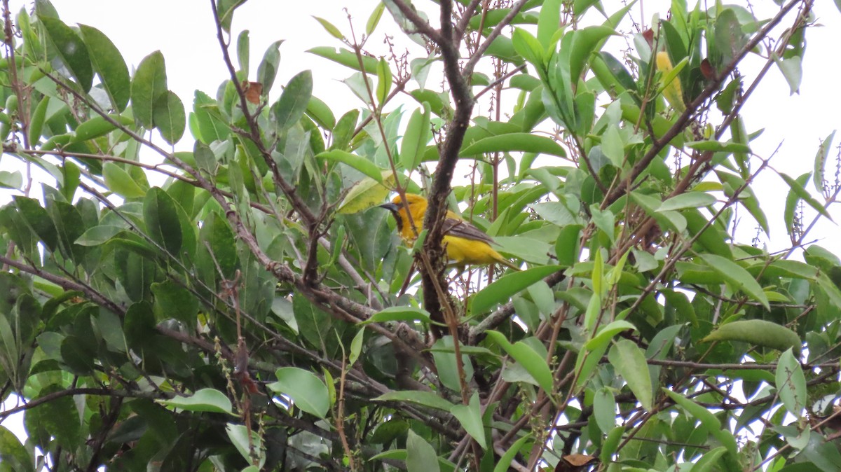 Yellow Oriole - ML627894937