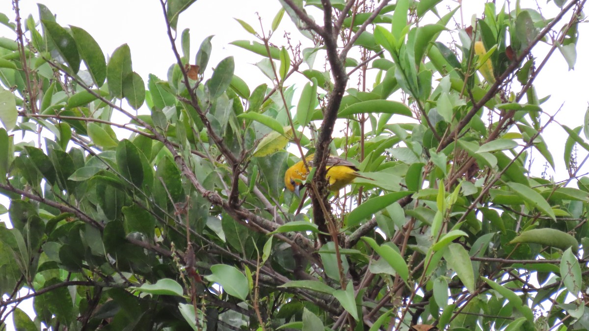 Yellow Oriole - ML627894938