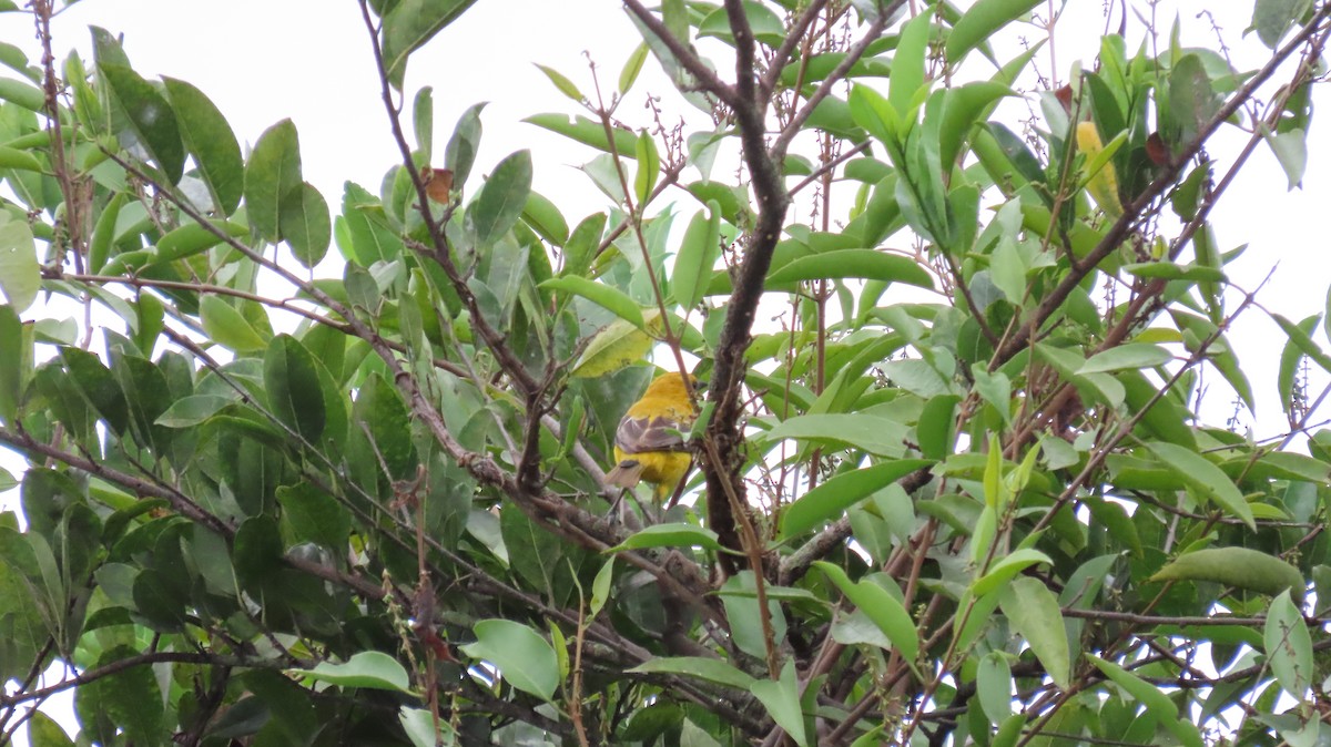 Yellow Oriole - ML627894939