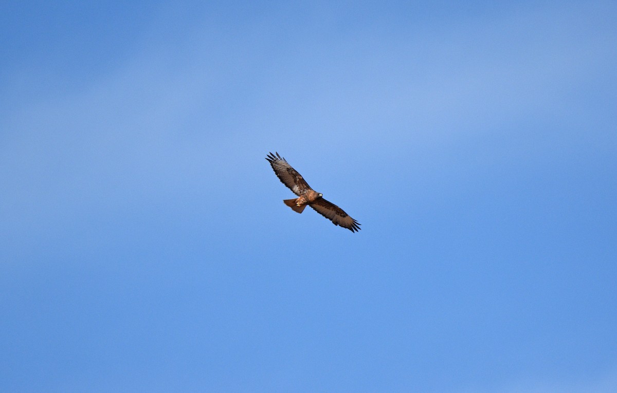 Red-tailed Hawk - ML627894941
