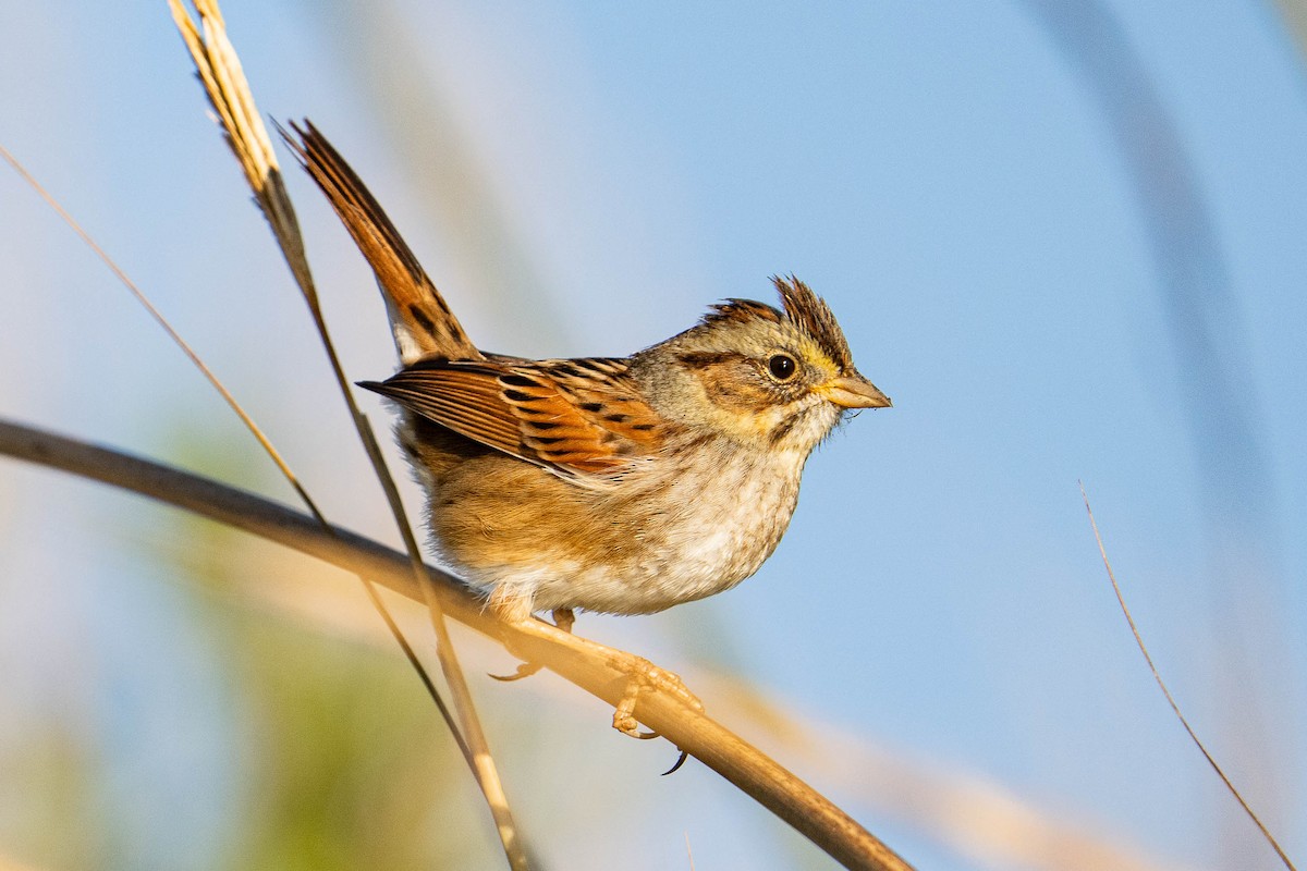 Swamp Sparrow - ML627894951