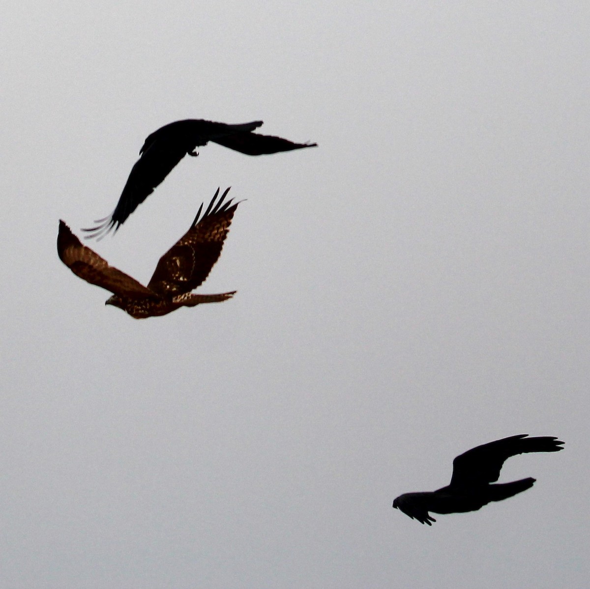 Red-tailed Hawk - ML627894979