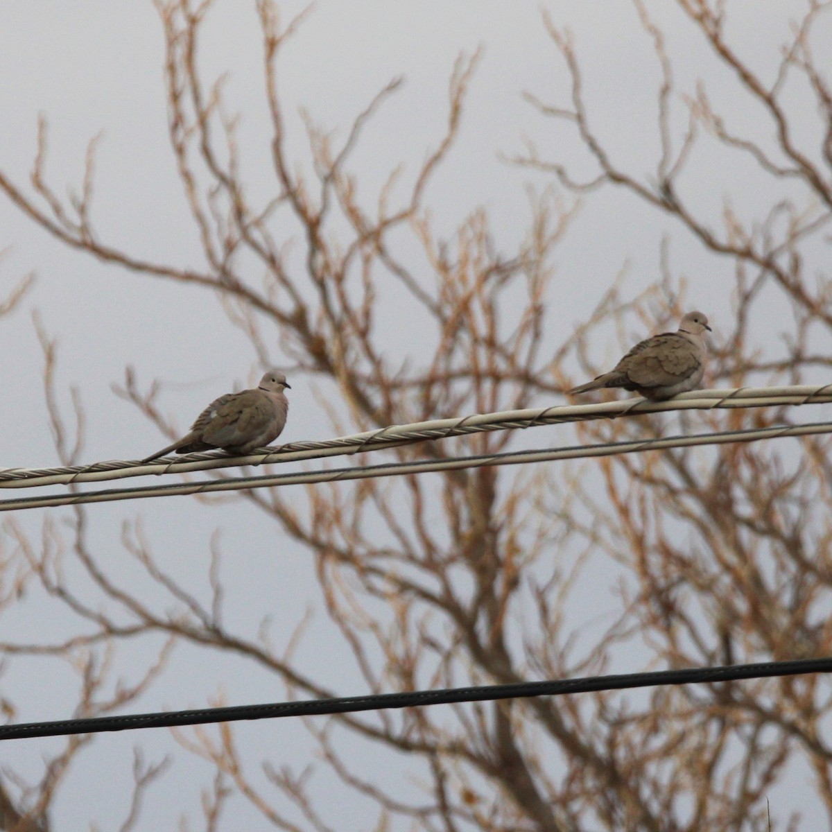 Eurasian Collared-Dove - ML627894982