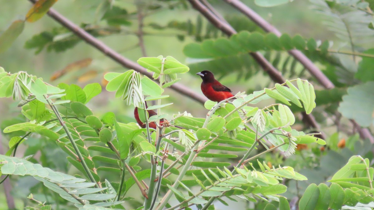 Crimson-backed Tanager - ML627894993