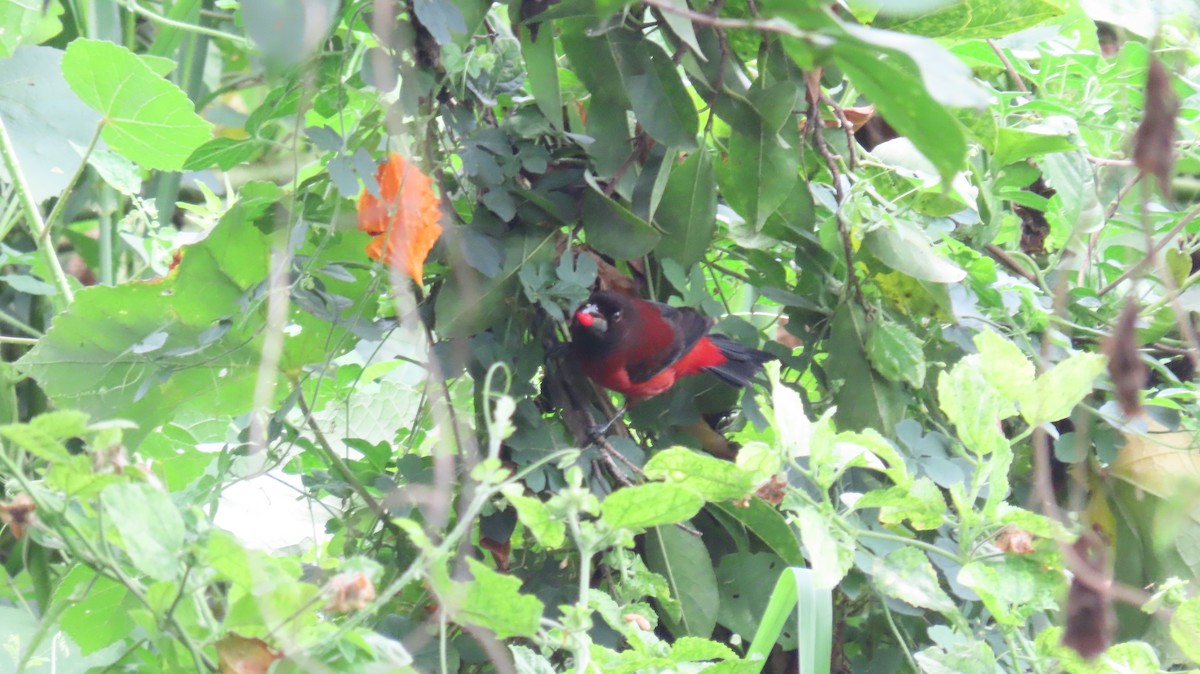 Crimson-backed Tanager - ML627894994