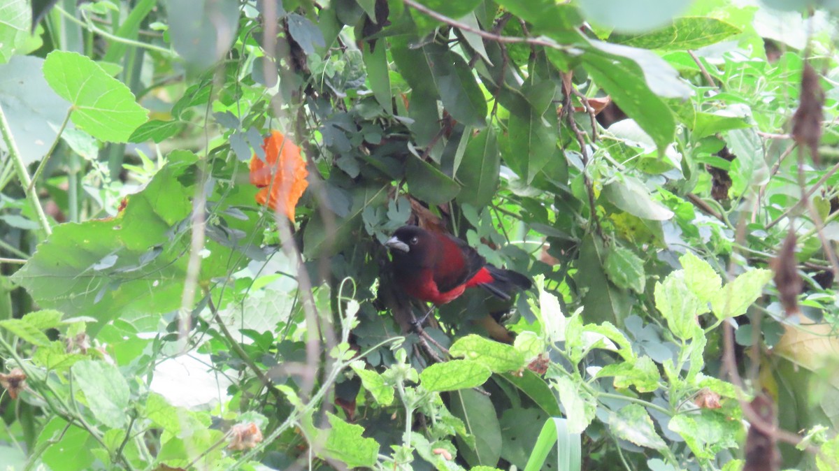 Crimson-backed Tanager - ML627894995