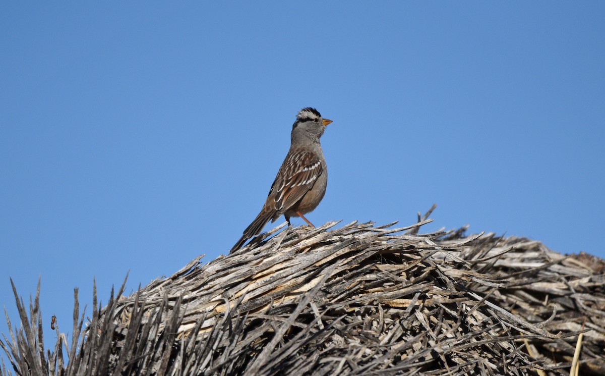 White-crowned Sparrow (Gambel's) - ML627895038