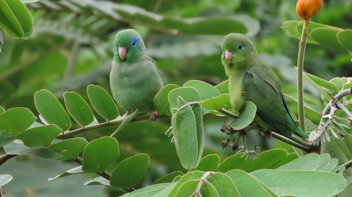 Spectacled Parrotlet - ML627895039